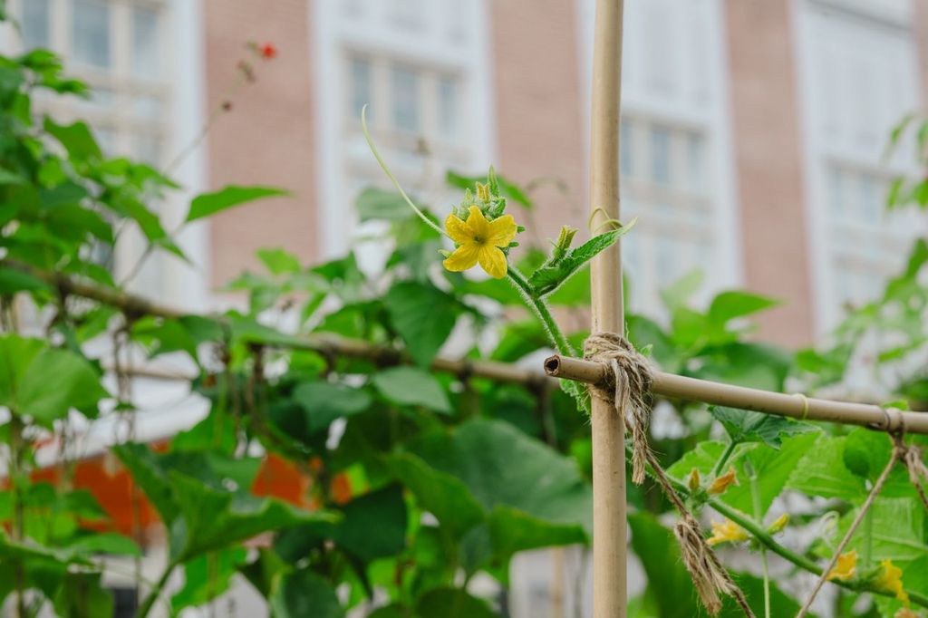 Bambusstab 180 cm - Ø am stärkeren Ende: 18 - 20 mm 🎋🌿