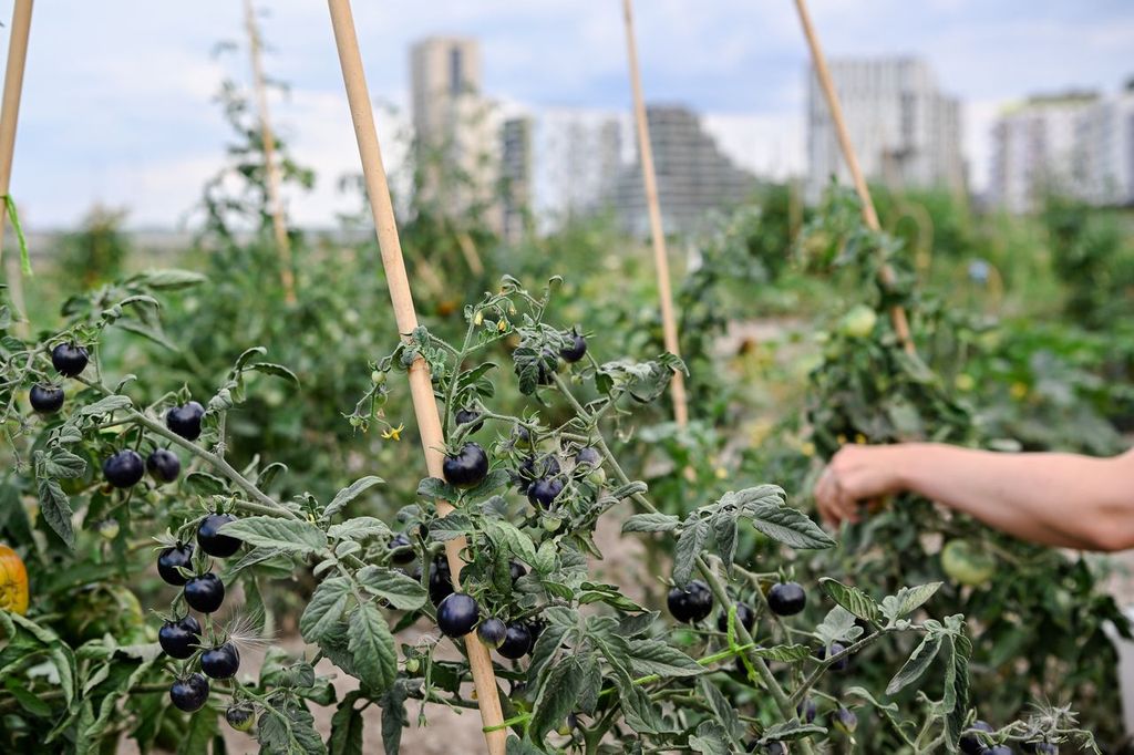 Bambusstab 150 cm - Ø am stärkeren Ende: 18 - 20 mm 🎋🌱