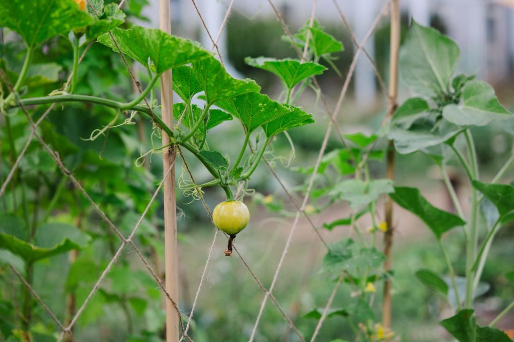 Bambusstab 180 cm - Ø am stärkeren Ende: 18 - 20 mm 🎋🌿