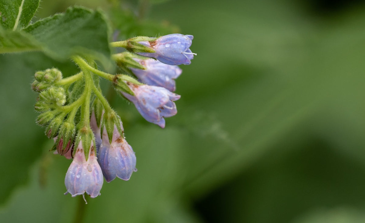 Beinwell-Pellets – Natürliche Frucht- & Blühkraft für Deinen Garten 🌼 🌱