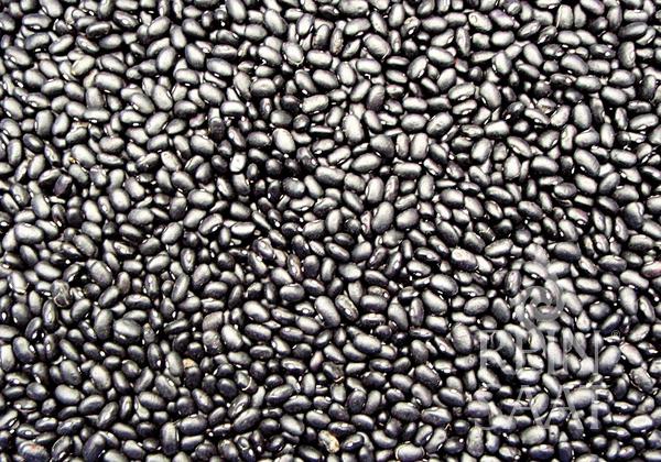 Bio-Saatgut Buschbohne 'Black Turtle'