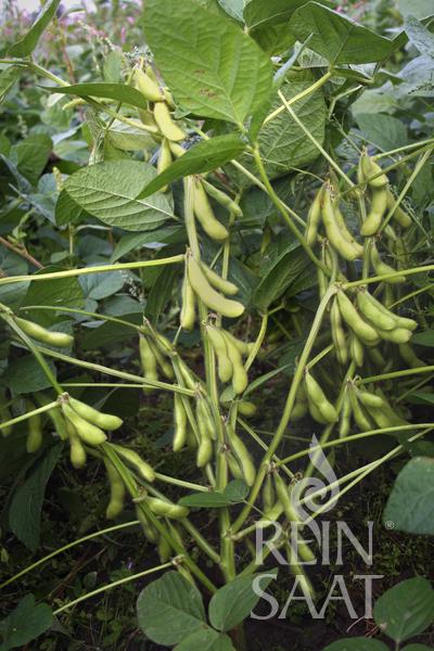 Bio-Saatgut Sojabohne 'Hokkai Green'