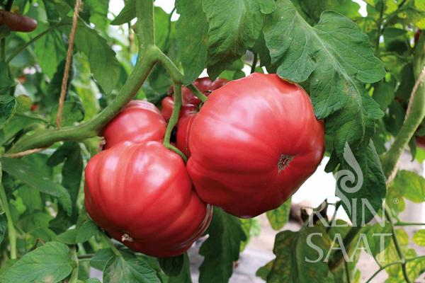 Fleischparadeiser 'Rosa'