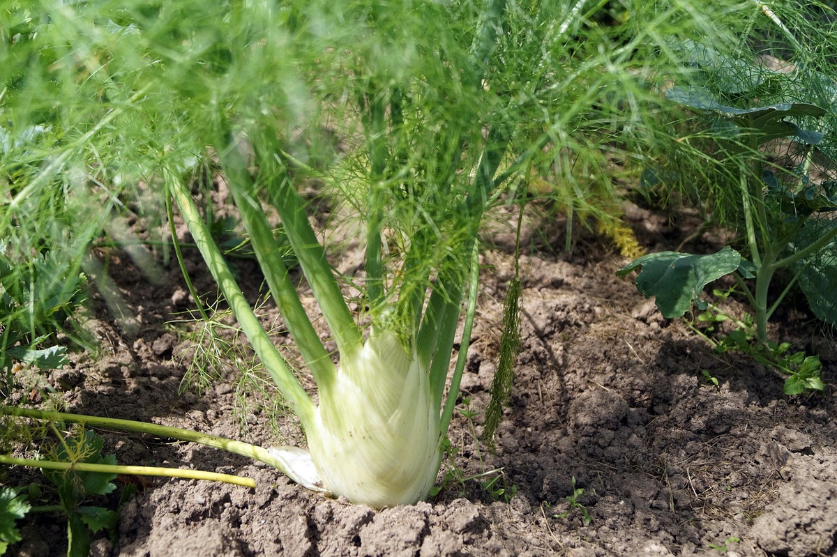 Bio-Setzlinge Fenchel &quot;Perfektion&quot;