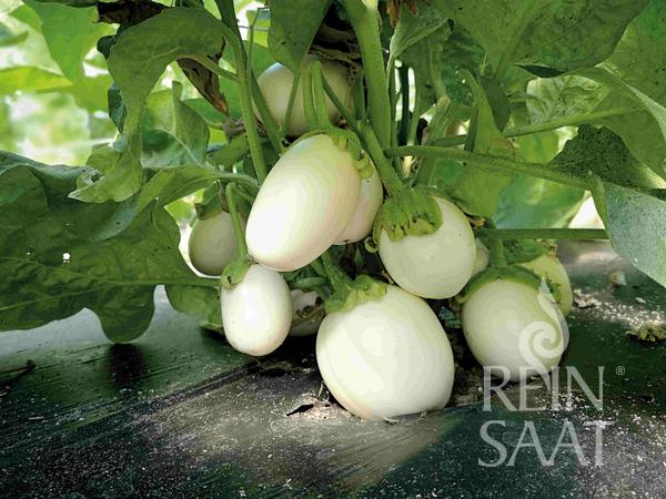 Melanzani Blanche Ronde a Oeuf