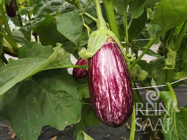 Melanzani Listada de Gandia