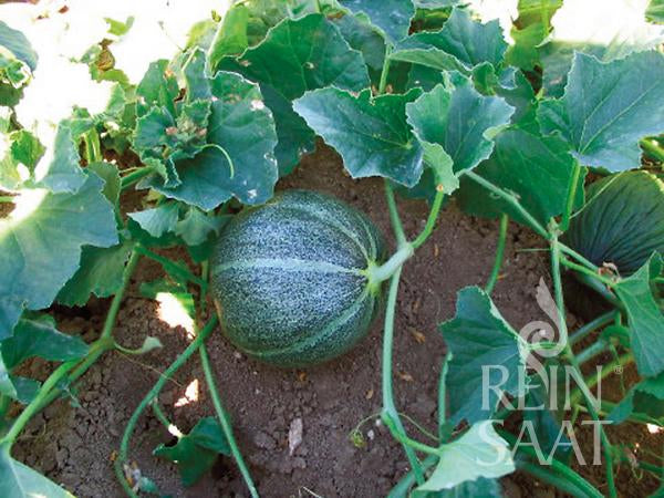 Zuckermelone 'Petit gris de Rennes'