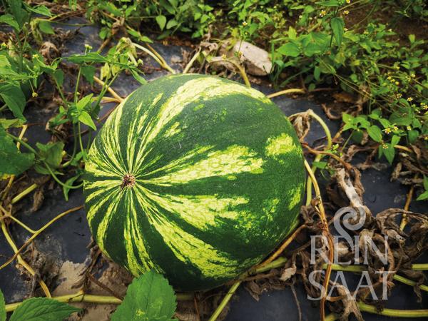 Wassermelone 'Crimson Sweet'
