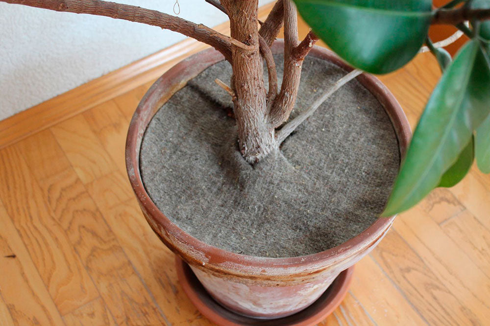 Mulchscheibe aus Schafwolle 🌱🐑