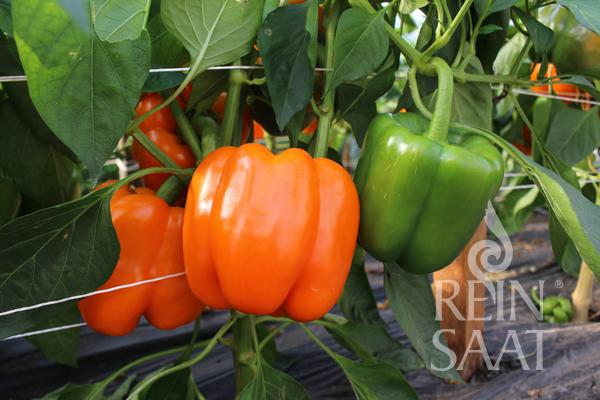 Blockpaprika 'Cubo Orange'