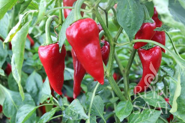 Snackpaprika &#39;Piquillo&#39;