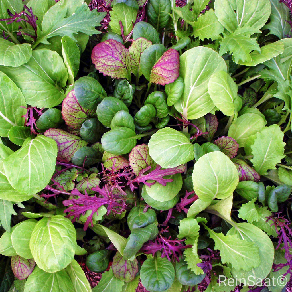 Bio-Saatgut Asia-Salat &#39;Oriental Mix&#39;