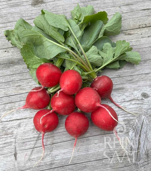 Bio-Saatgut Radies 'Rudi'