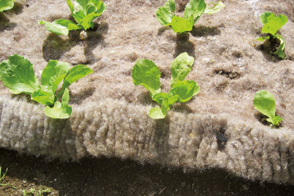 Schneckenbarriere aus Schafwolle 🌿🐌