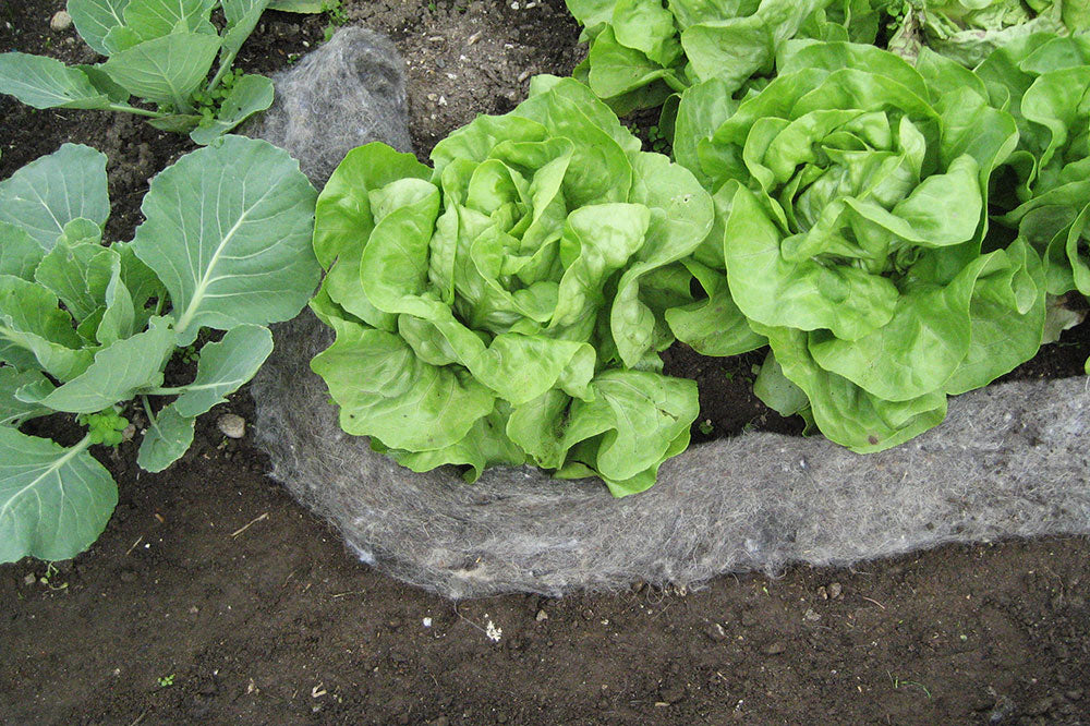 Schneckenbarriere aus Schafwolle 🌿🐌