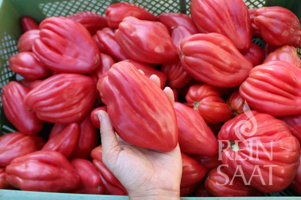 Fleischparadeiser 'Fiammante'