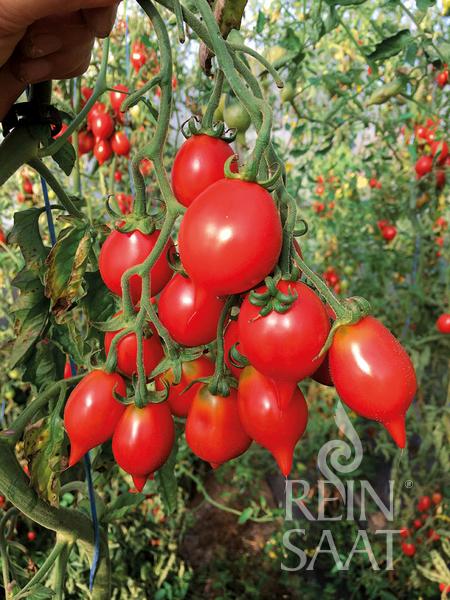 Salatparadeiser 'Pantelli'
