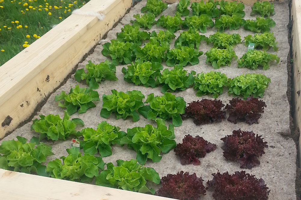 🐑🌿 Unkrautschutzmatte aus Schafwolle – natürlicher Schutz für gesunde Beete