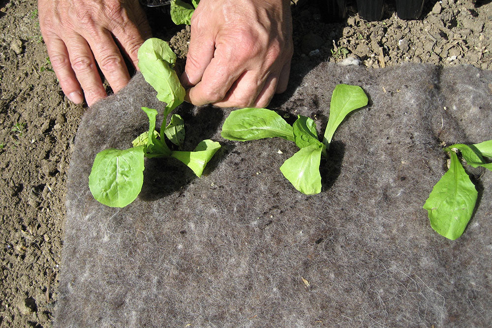 🐑🌿 Unkrautschutzmatte aus Schafwolle – natürlicher Schutz für gesunde Beete