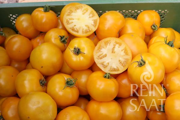 Fleischparadeiser Yellow Donut