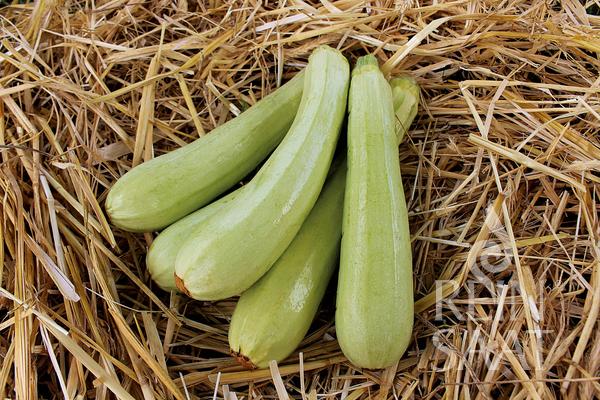 Zucchini 'Lungo Bianco di Palermo'