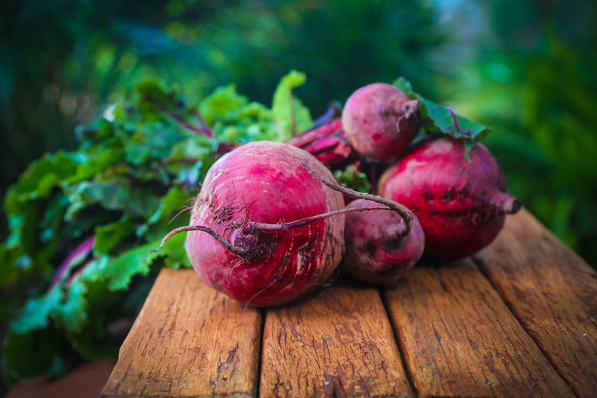 Bio-Setzlinge Rote Rübe &quot;Tonda di Chioggia&quot;