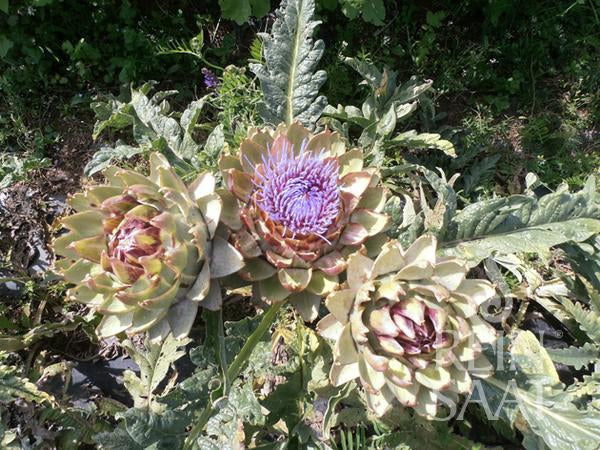 Artischoke 'Green Globe'