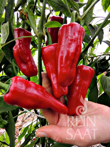 Pfefferoni &#39;Türkischer Gewürzpaprika&#39;
