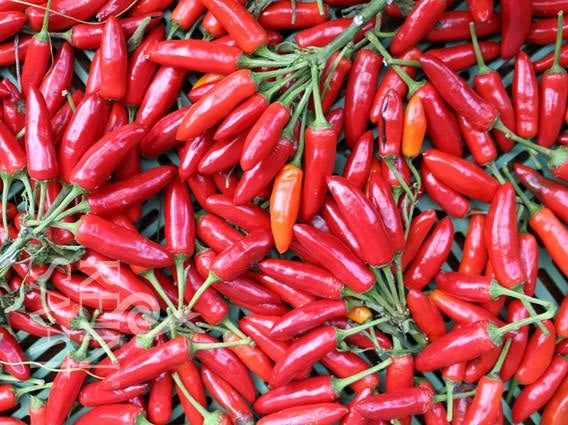 Chili &#39;Kusburnu&#39;