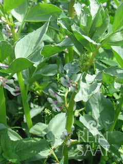 ackerbohne saatgut kaufen Bio-Saatgut Ackerbohne/Saubohne Vicia faba - Bodenschatz und Küchenkün
