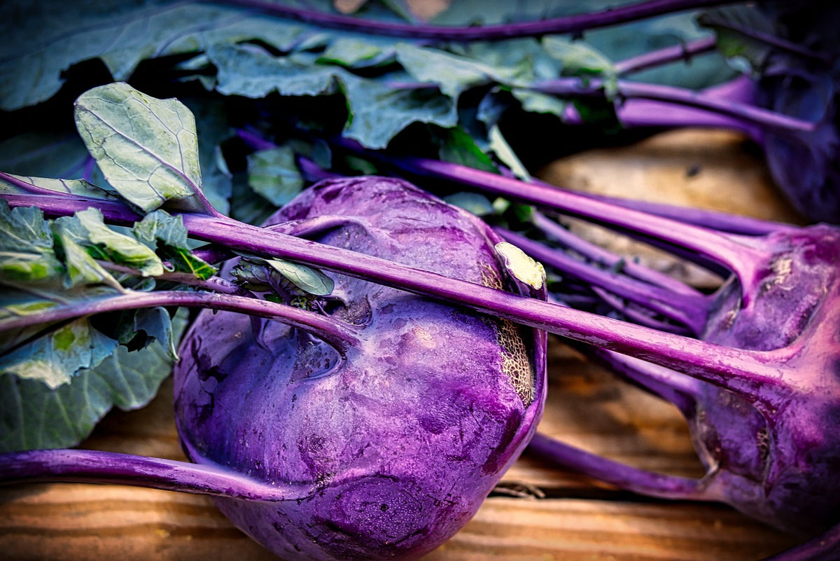 Bio-Setzlinge Kohlrabi &quot;Azur Star&quot;