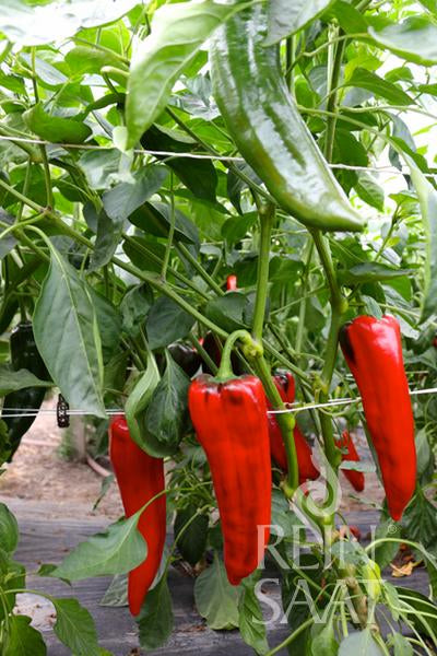 Paprika 'Corno Giallo'