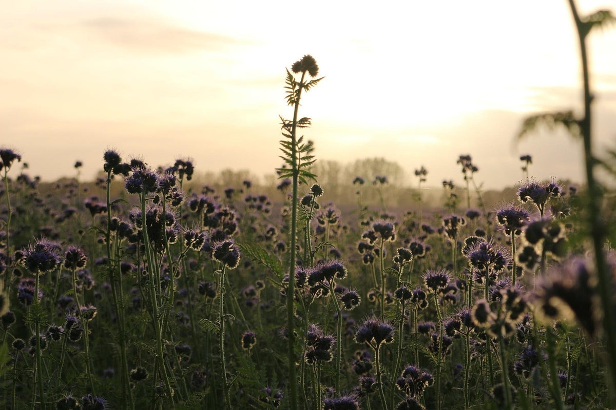 Gründüngungsmischung: Bodenliebe pur – mit Inkarnatklee, Buchweizen &amp; Phacelia
