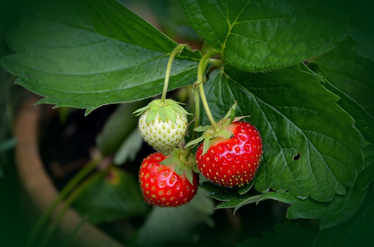 Erdbeeren