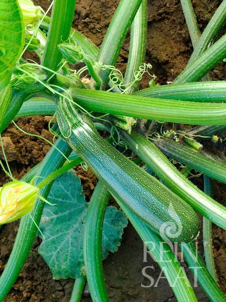 Zucchini 'Zuboda'