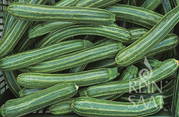 Zucchini &#39;Striato d&#39;Italia &#39;