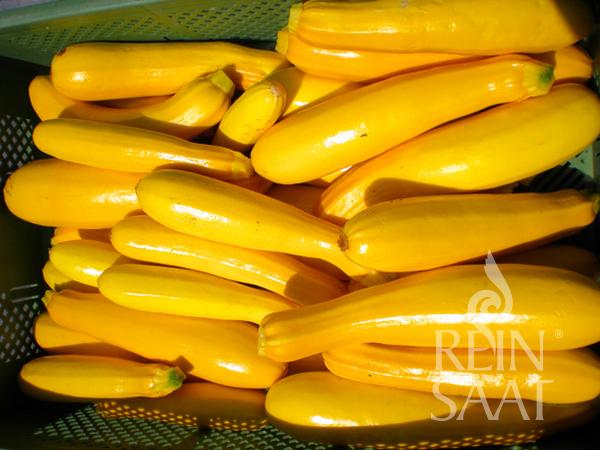 Zucchini &#39;Gold Rush&#39;